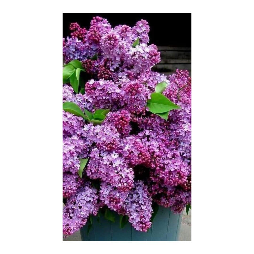 Lilacs