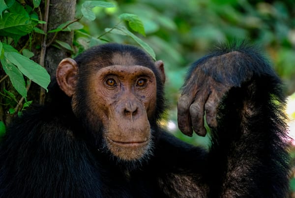 A close up of a monkey in the woods