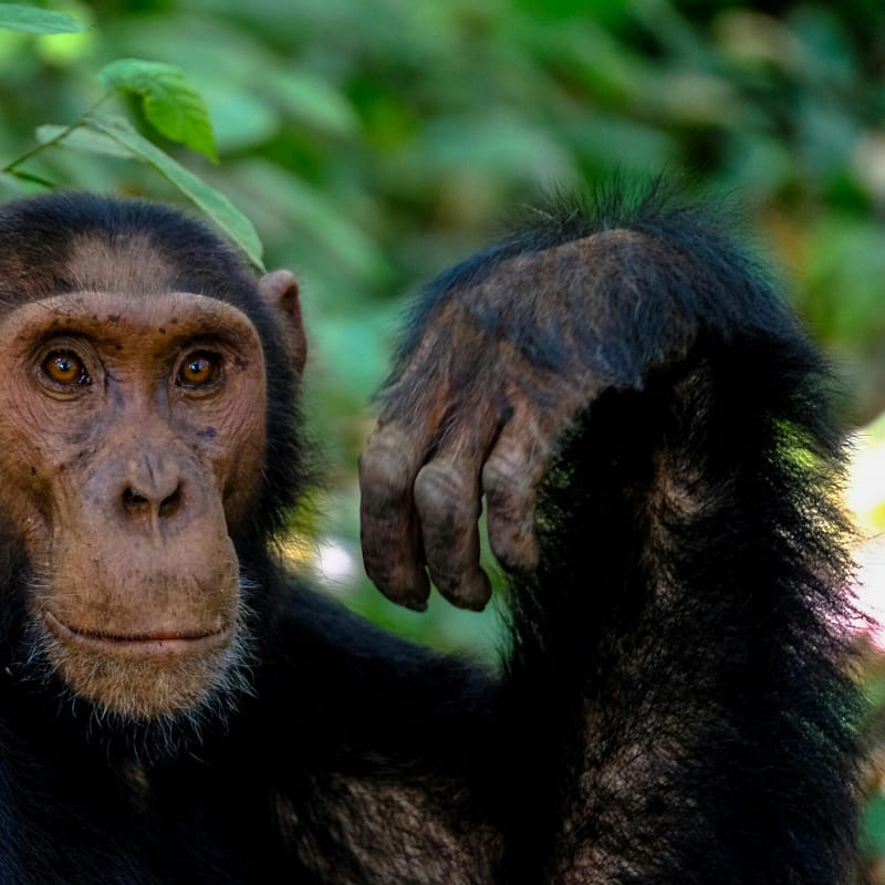 A close up of a monkey in the woods