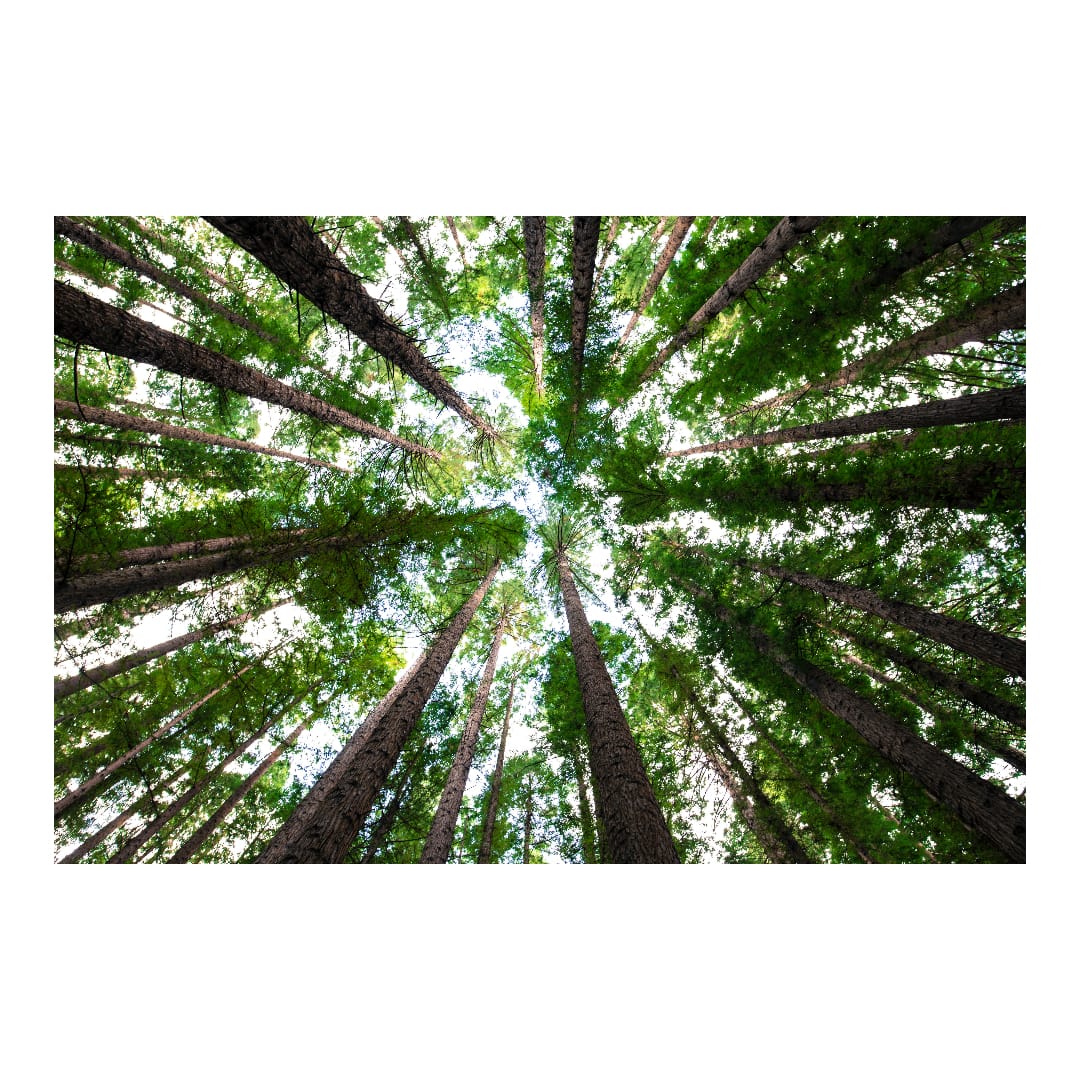 Lawyers, Trees and Fine Print